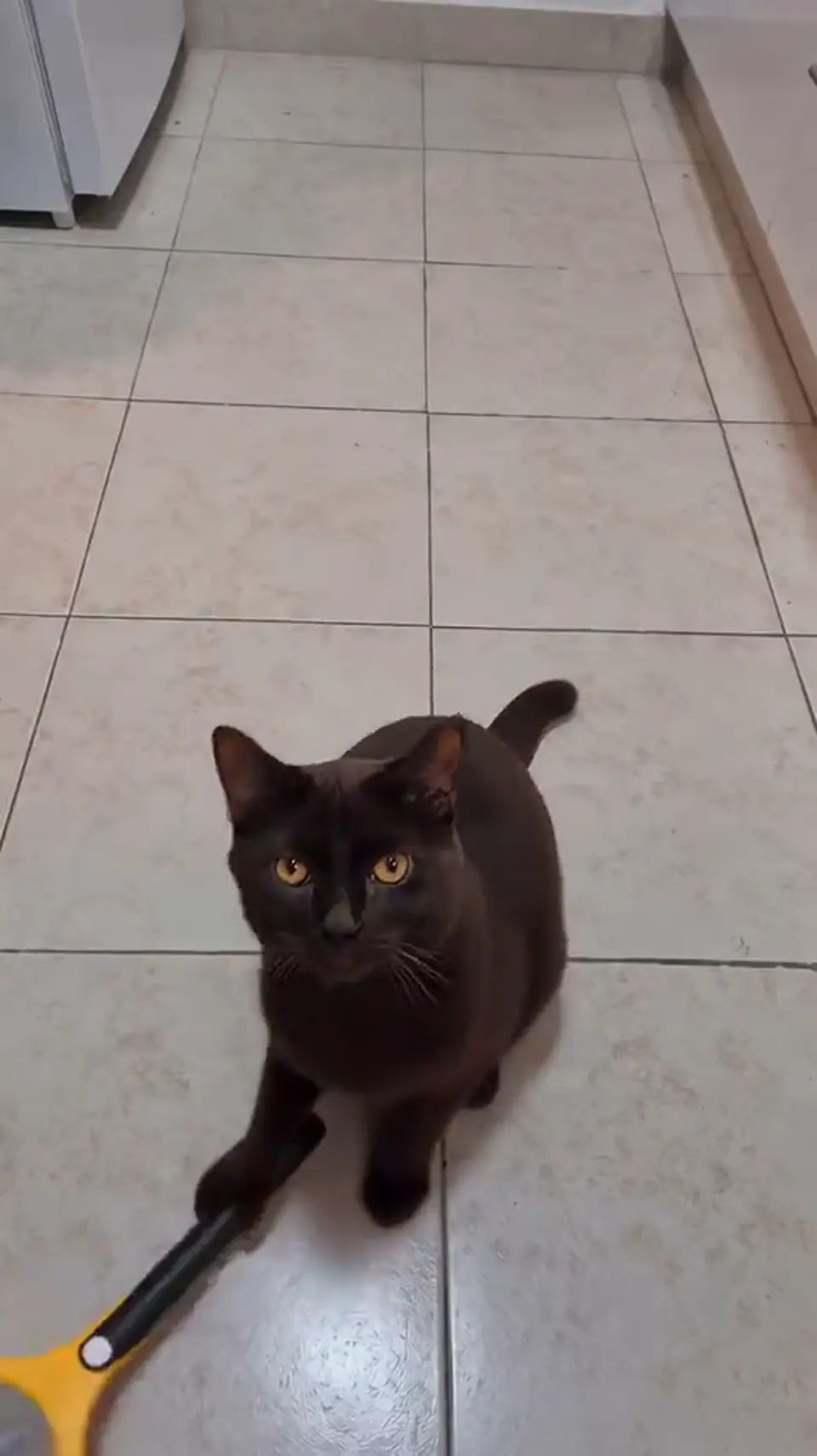Cat Middle Finger AI reference 1