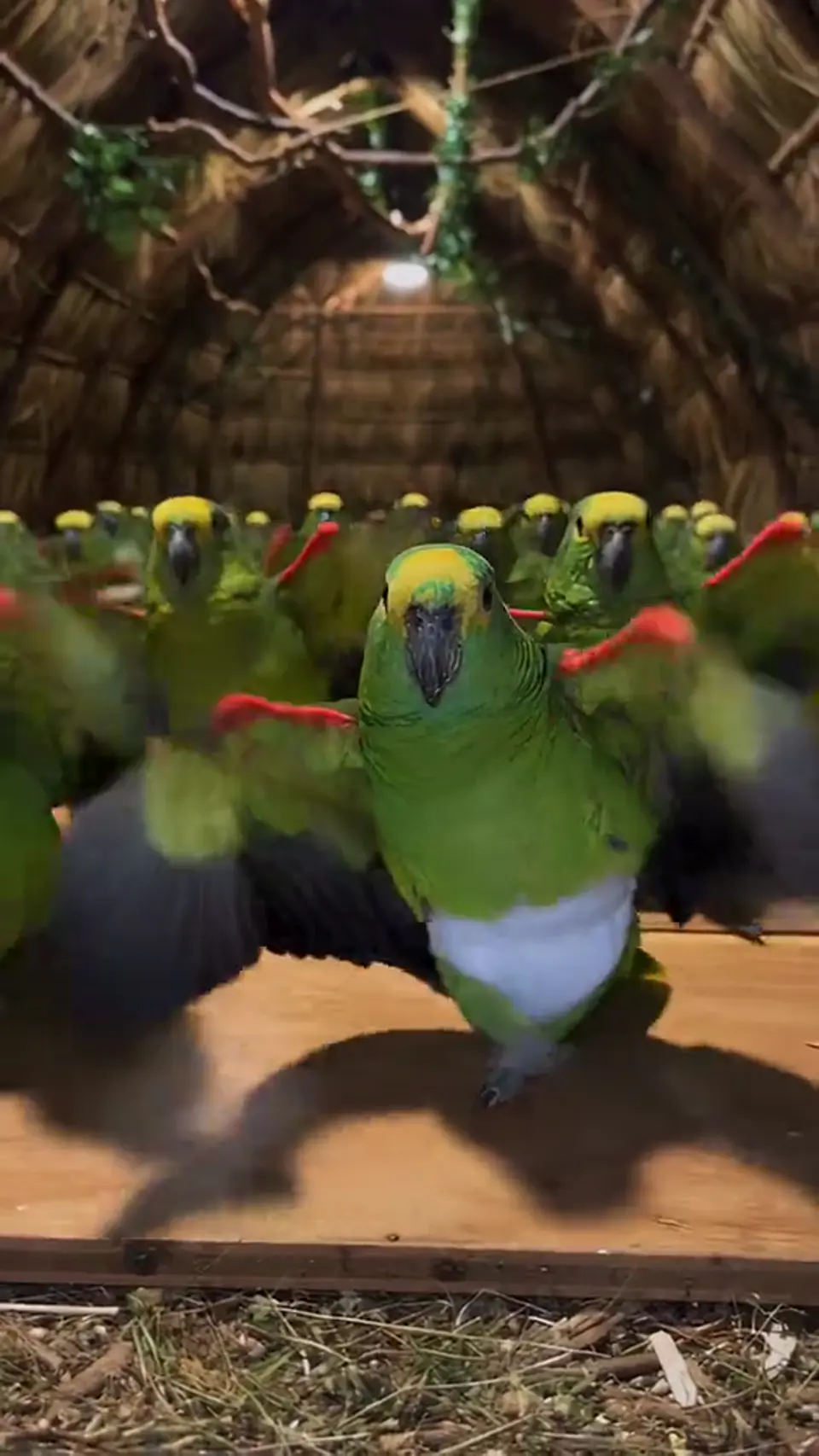 Barn parrot dance